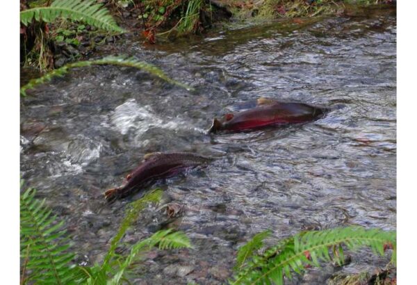 Coho salmon, Tillamook State Forest, Oregon, credit: Oregon Department of Forestry